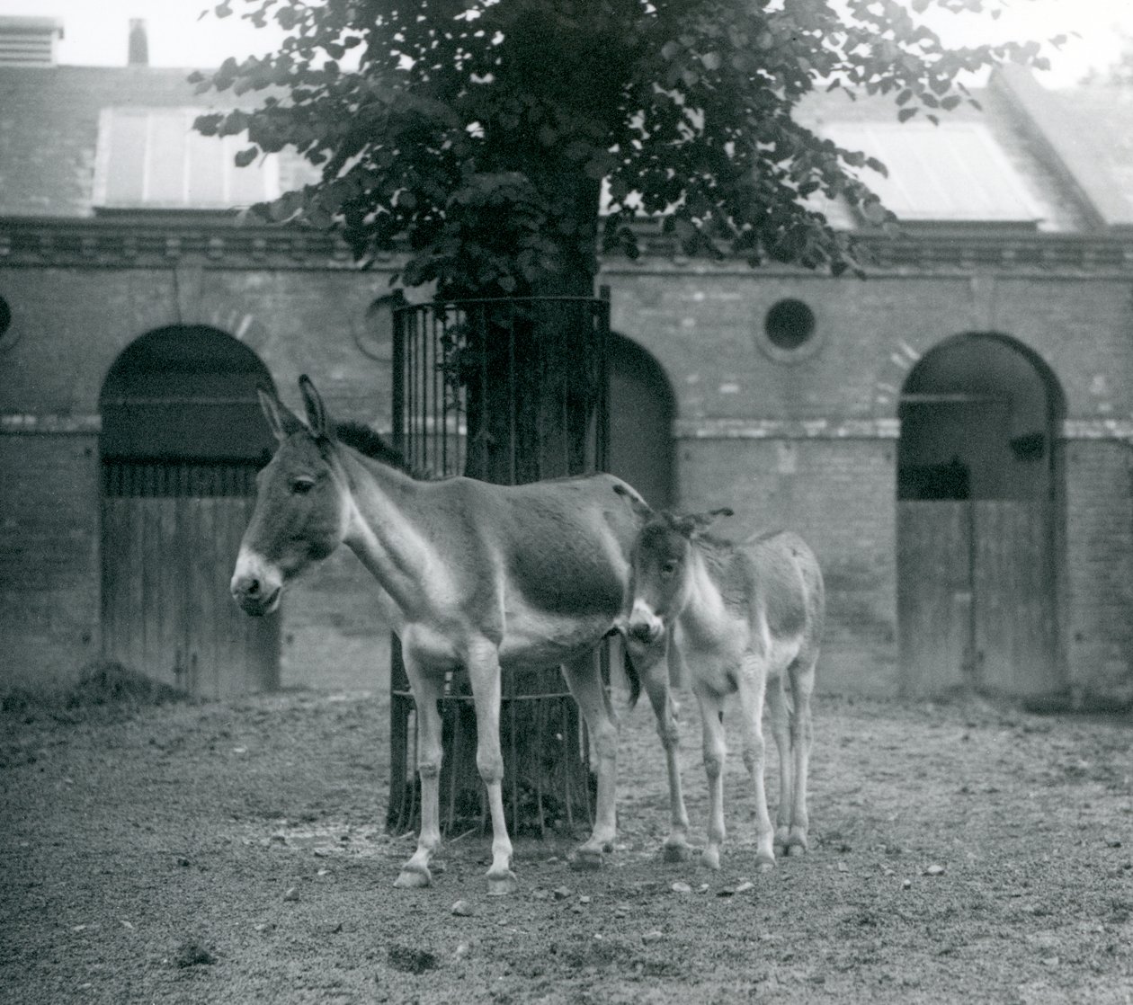 KiangTibetan Wild AssKhyangGorkhar a její hříbě stojící pod stromem ve svém výběhu, Londýnská zoo, srpen 1927 od Frederick William Bond