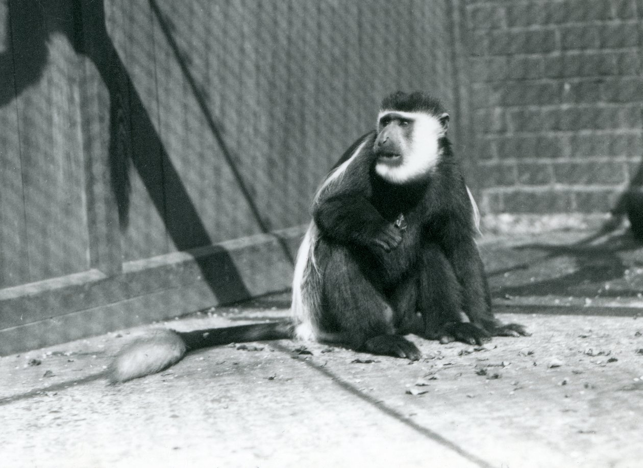 Kikuyu Black-and-white Colobus Monkey sedící ve svém výběhu v londýnské zoo v červenci 1925 od Frederick William Bond