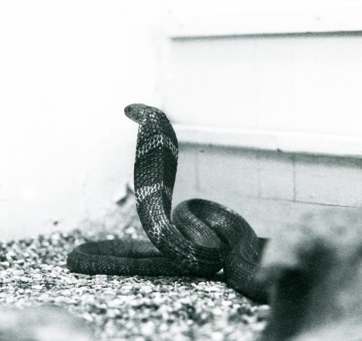 King Cobra Hamadryad v londýnské zoo, říjen 1925 od Frederick William Bond