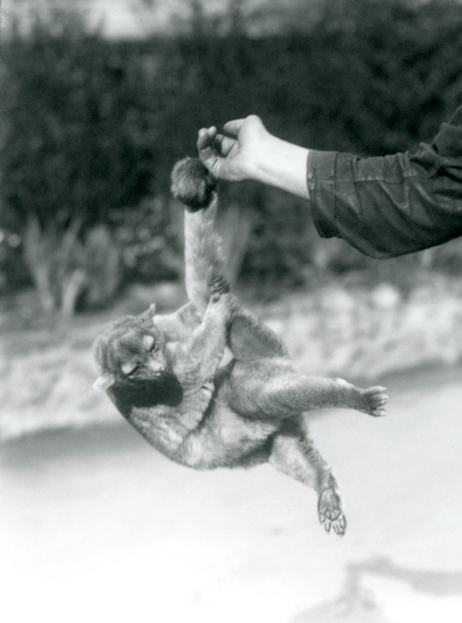 Kinkajou zavěšený z prstu chovatele za jeho chápavý ocas, Londýnská zoo, září 1925 od Frederick William Bond