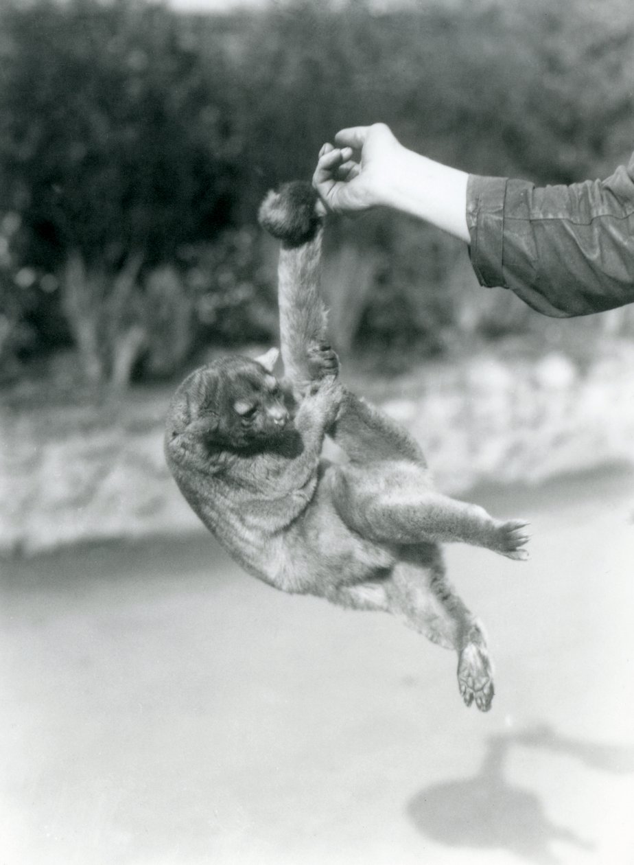 Kinkajou zavěšený z prstu chovatele za jeho chápavý ocas, Londýnská zoo, září 1925 od Frederick William Bond