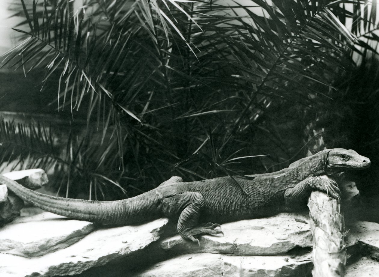 Monitor varana komodského opřel krk a přední nohy o kládu v londýnské zoo v červnu 1927 od Frederick William Bond