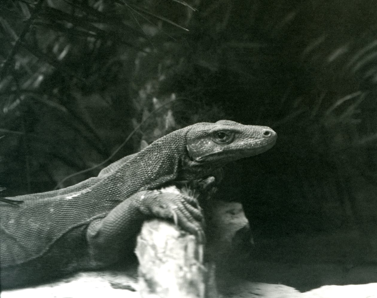 Monitor varana komodského opřel krk a přední nohy o kládu v londýnské zoo v červnu 1927 od Frederick William Bond