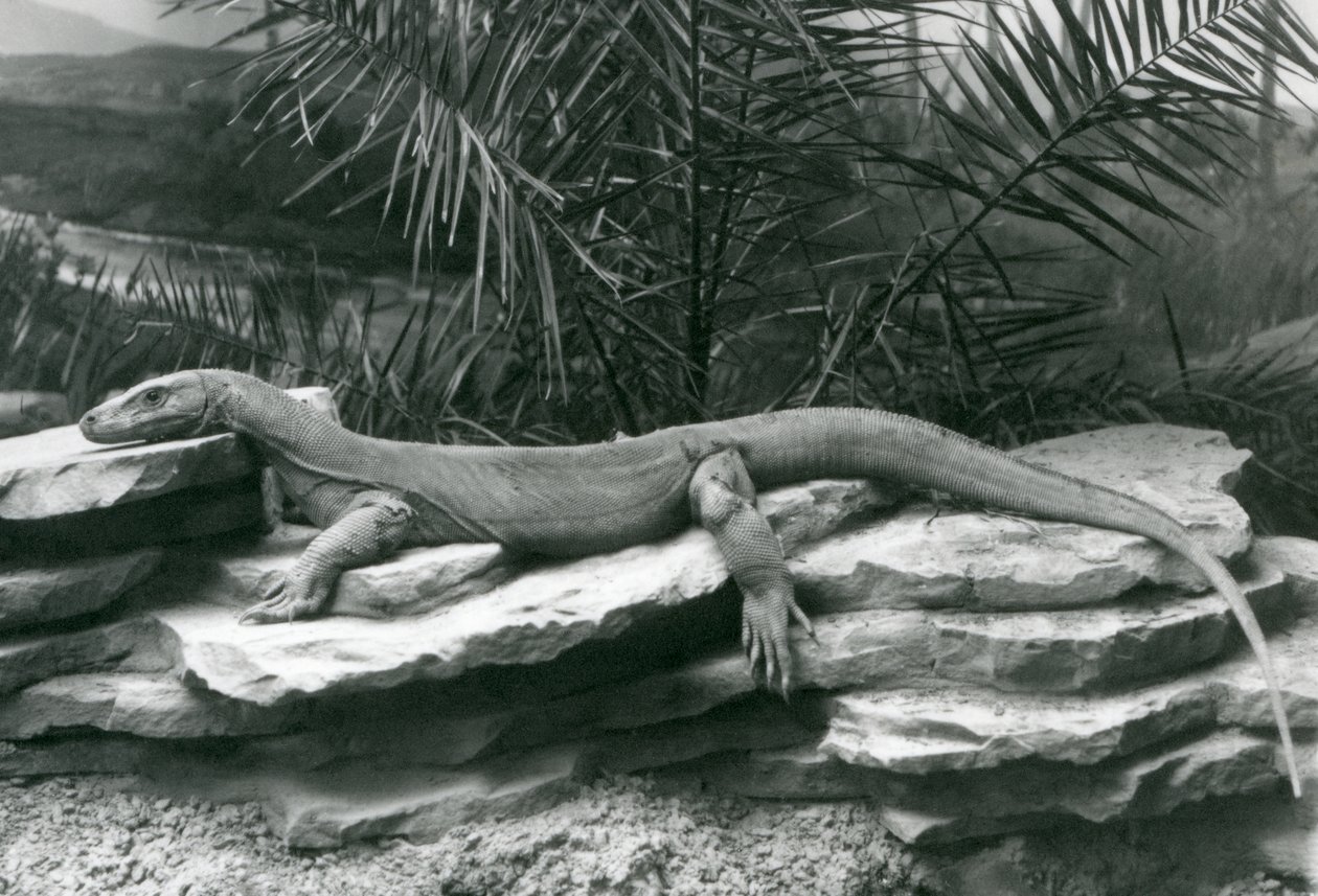 Monitor varana komodského spočívající na skalnaté stěně v londýnské zoo v roce 1927 od Frederick William Bond
