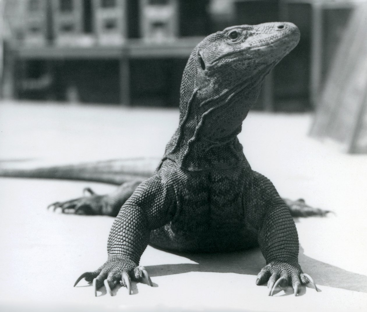 Komodo Dragon v londýnské zoo, srpen 1928 od Frederick William Bond