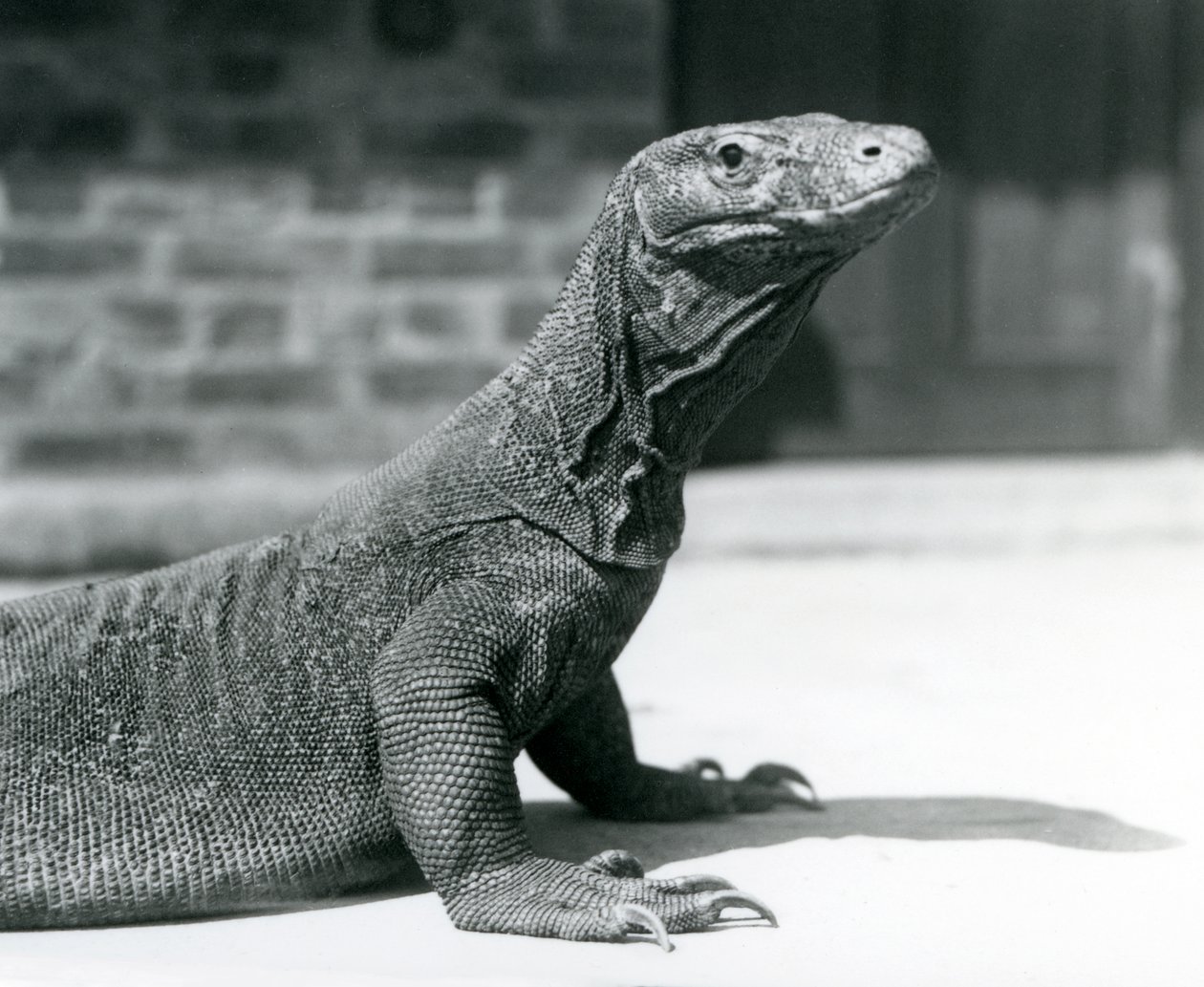 Drak komodský v londýnské zoo v srpnu 1928 (černobílá fotografie) od Frederick William Bond