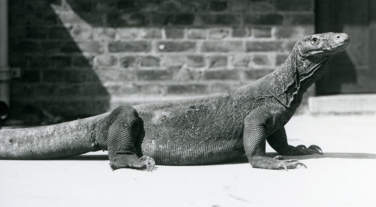 Drak komodský v londýnské zoo v srpnu 1928 (černobílá fotografie) od Frederick William Bond