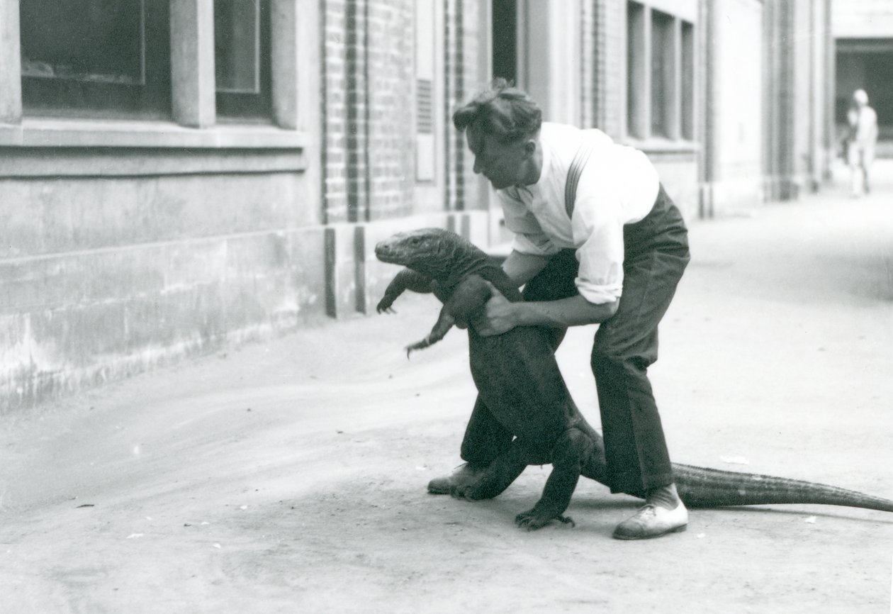 Varana komodského drženého na zadních nohách chovatelem v londýnské zoo v srpnu 1928 (černobílá fotografie) od Frederick William Bond