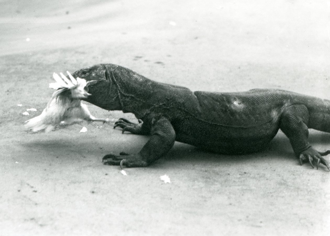 Komodo Dragon jíst kuře, London Zoo od Frederick William Bond
