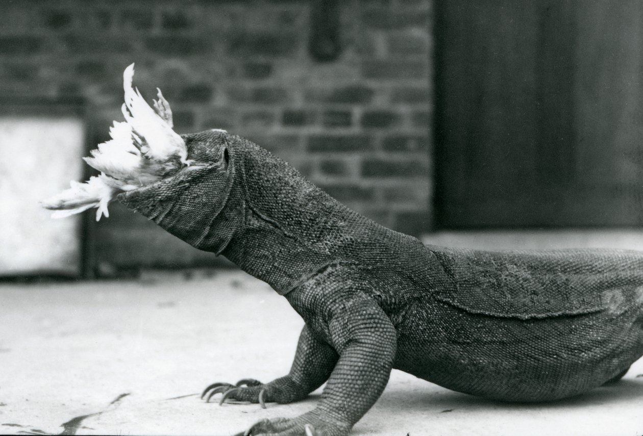 Drak komodský pojídající kuře v londýnské zoo srpen 1928 (černobílá fotografie) od Frederick William Bond