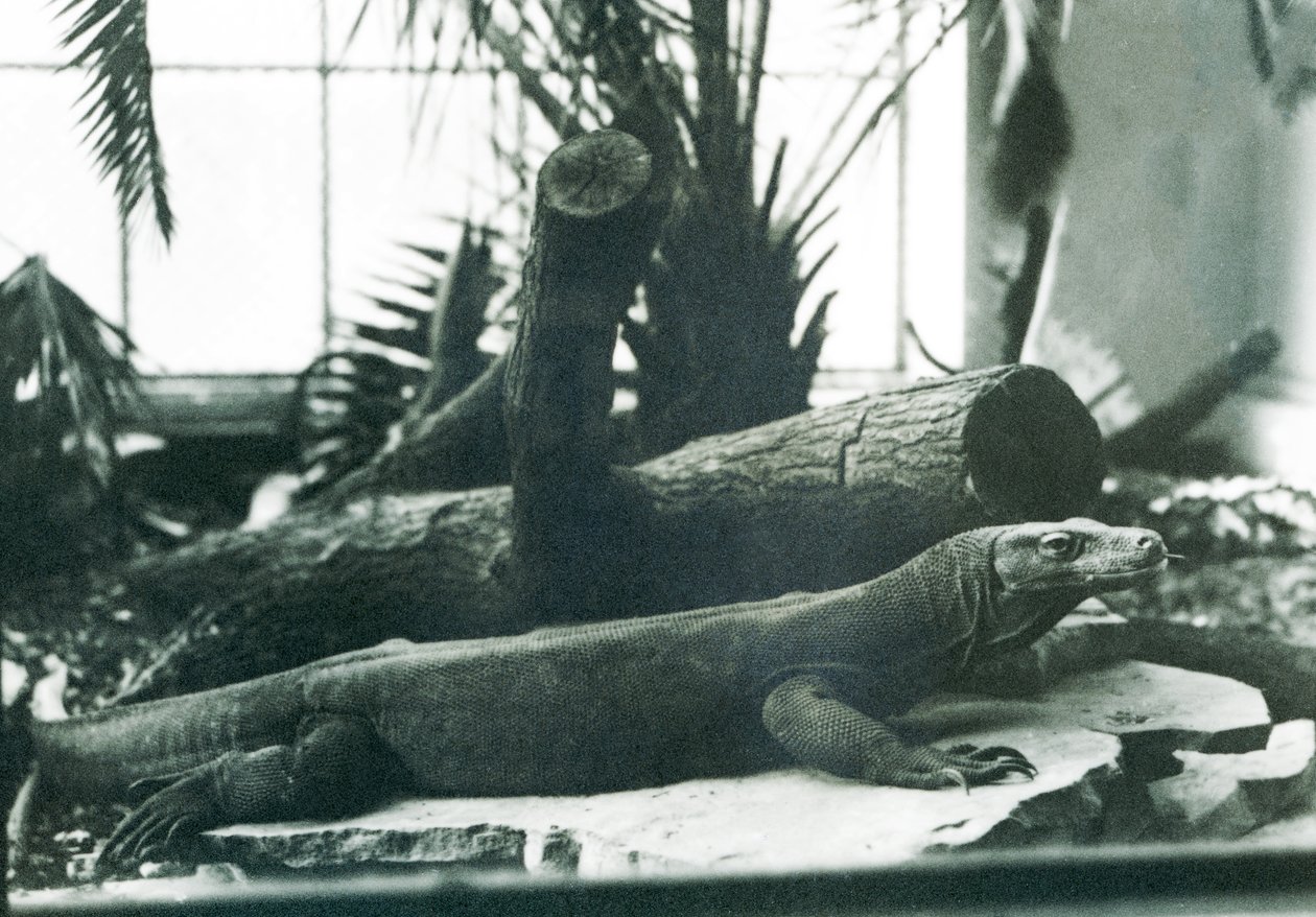 Drak komodský v Reptile House v londýnské zoo v srpnu 1928 (černobílá fotografie) od Frederick William Bond