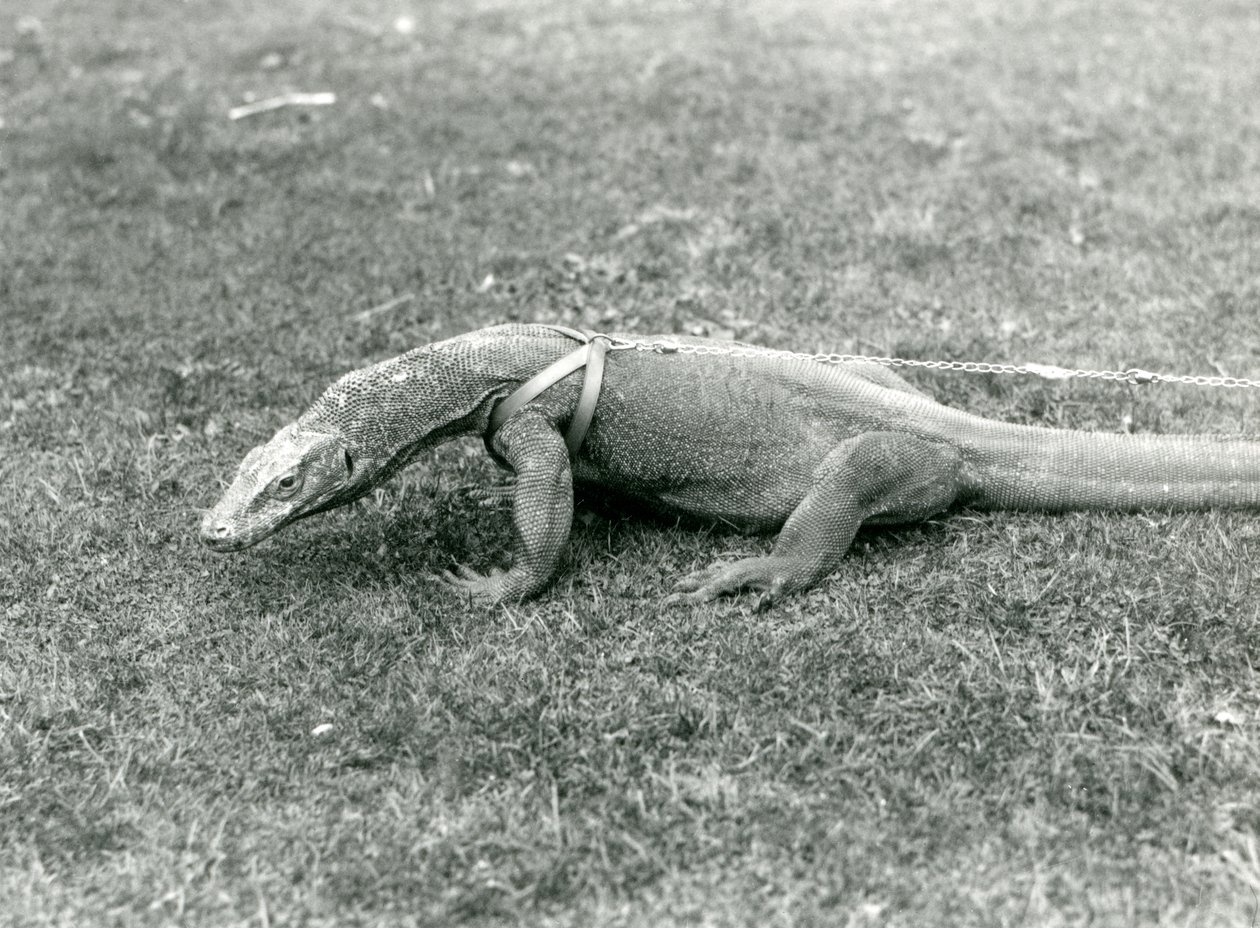 Drak komodský na procházce po trávníku v postroji a vodítku (černobílá fotografie) od Frederick William Bond