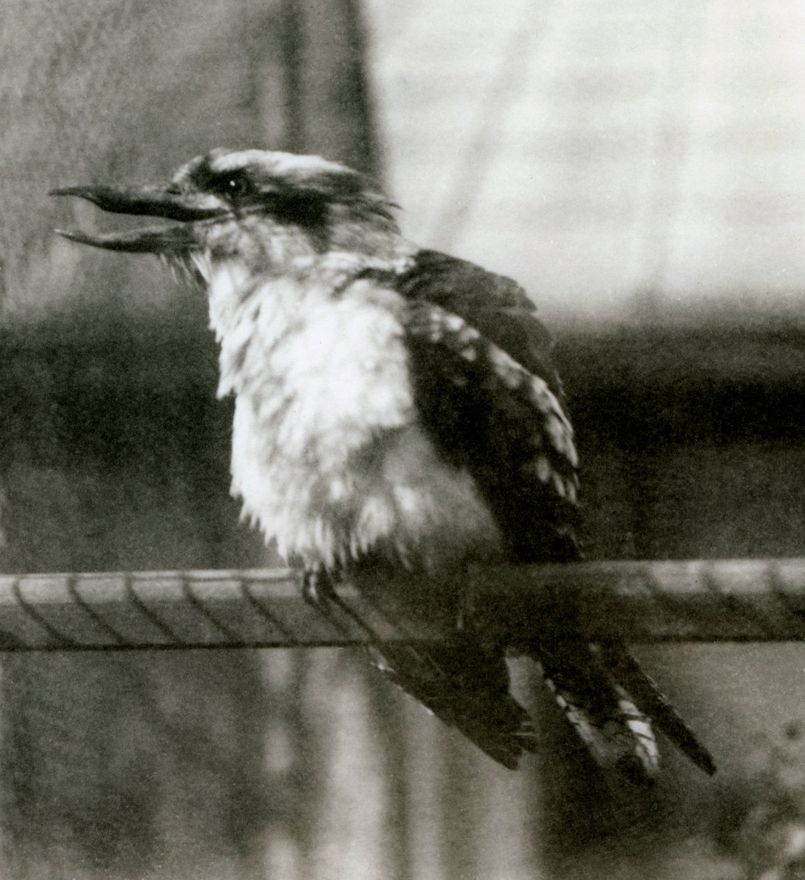 Laughing Kookaburra v londýnské zoo v říjnu 1924 od Frederick William Bond