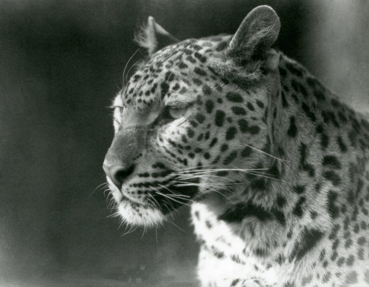 Leopard v londýnské zoo v roce 1930 (černobílá fotografie) od Frederick William Bond