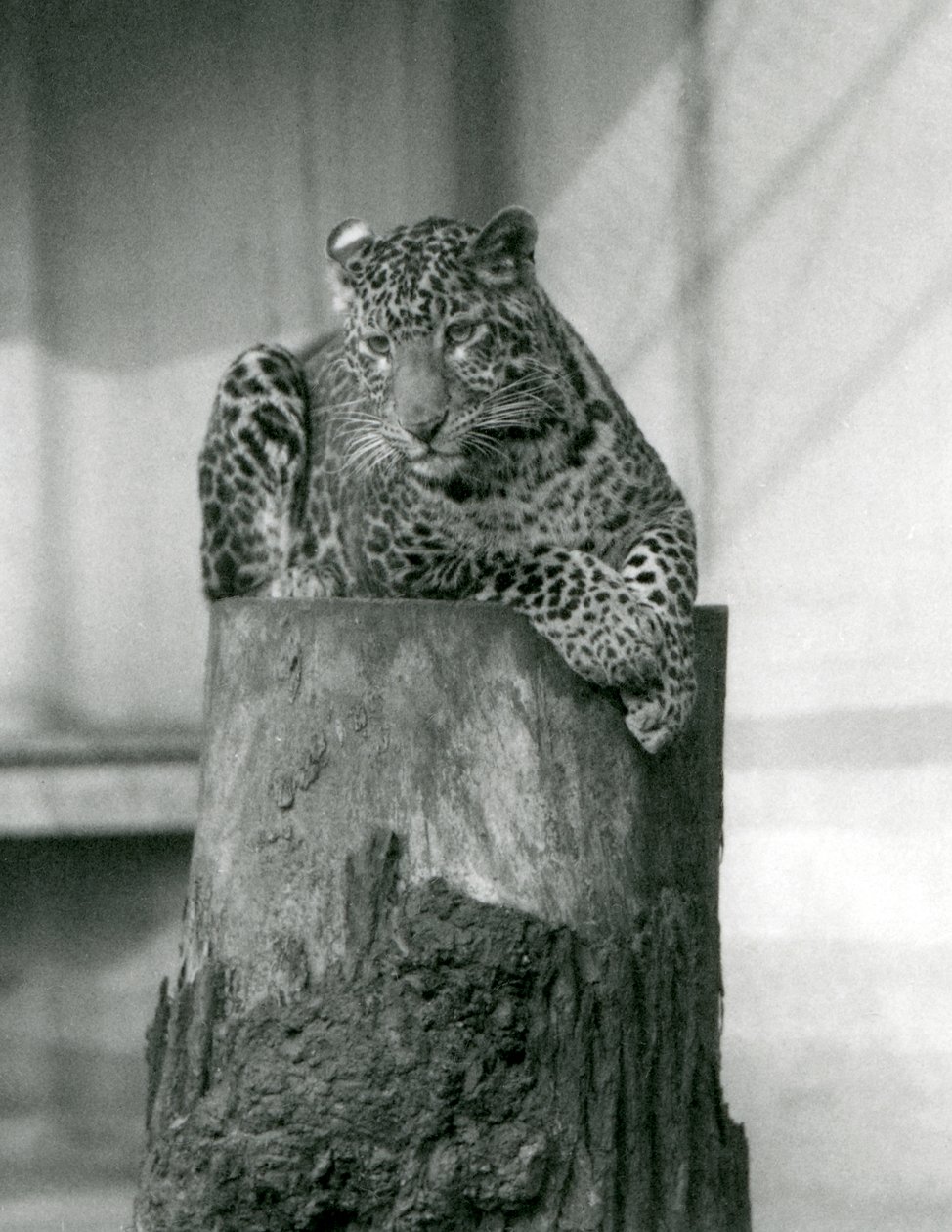 Leopard ležící na vrcholu pařezu, londýnská zoo od Frederick William Bond