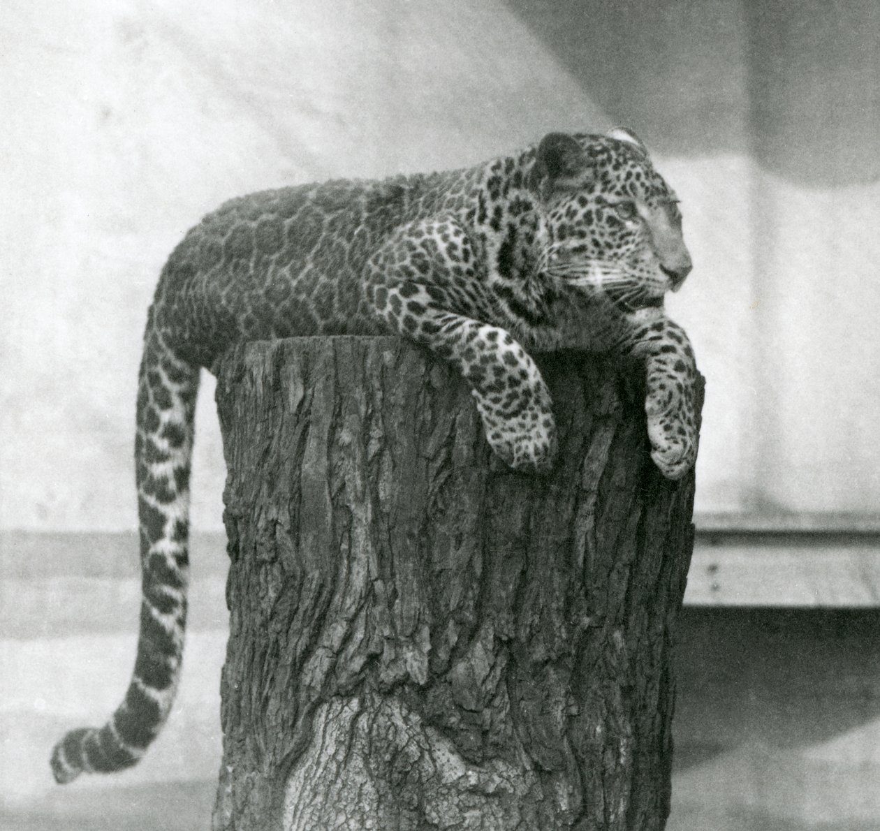Leopard ležící na pařezu se svěšeným ocasem, London Zoo od Frederick William Bond