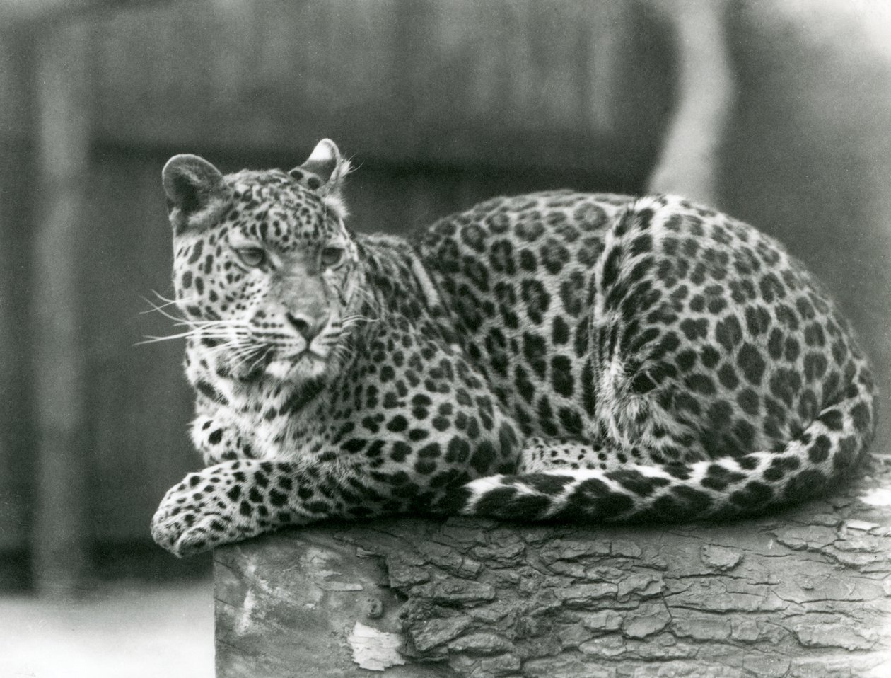 Leopard odpočívá na kládě v londýnské zoo v roce 1929 (černobílá fotografie) od Frederick William Bond