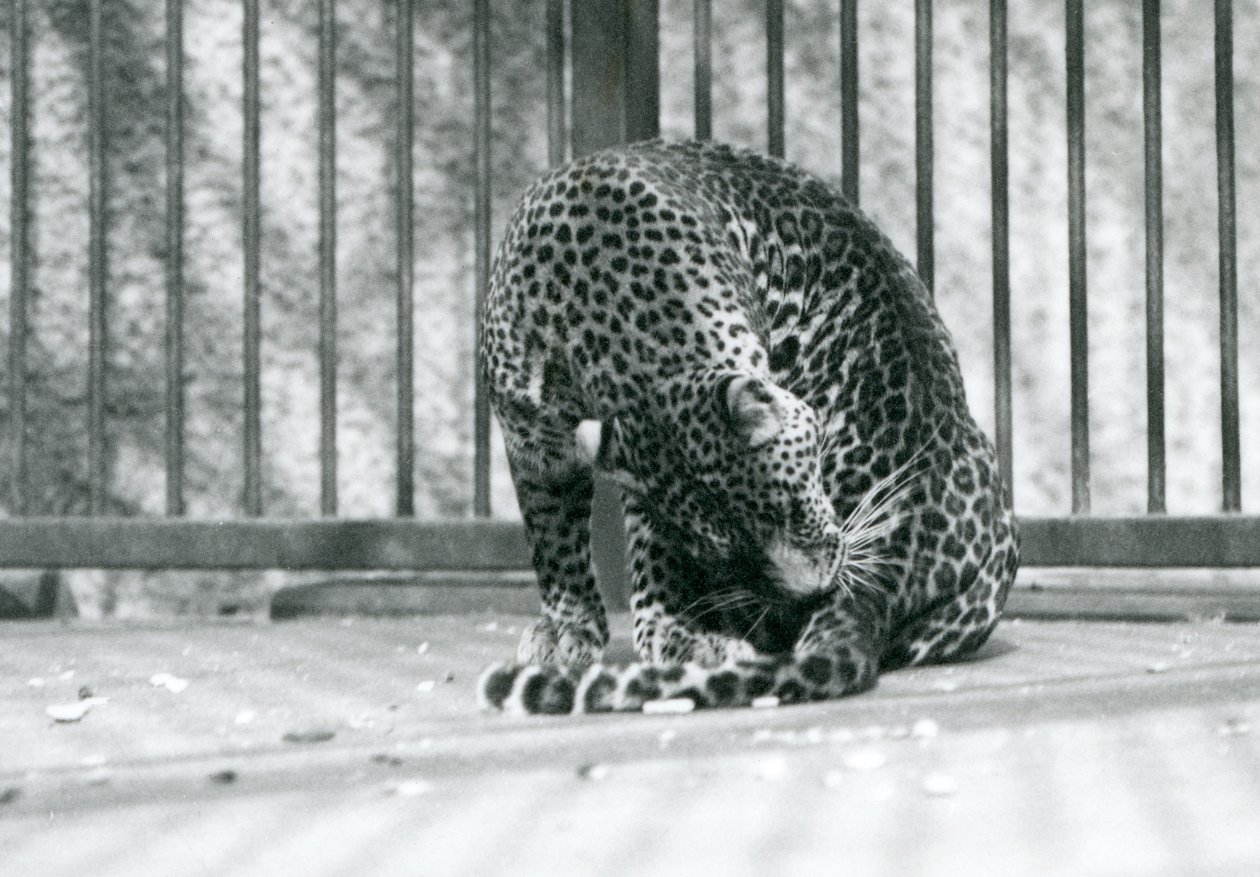 Leopard sedící ve výběhu a upravující si nohu, Londýnská zoo, 1927 od Frederick William Bond