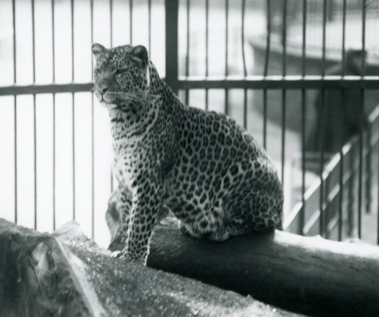 Leopard sedící na kládě ve výběhu v londýnské zoo, září 1925 od Frederick William Bond