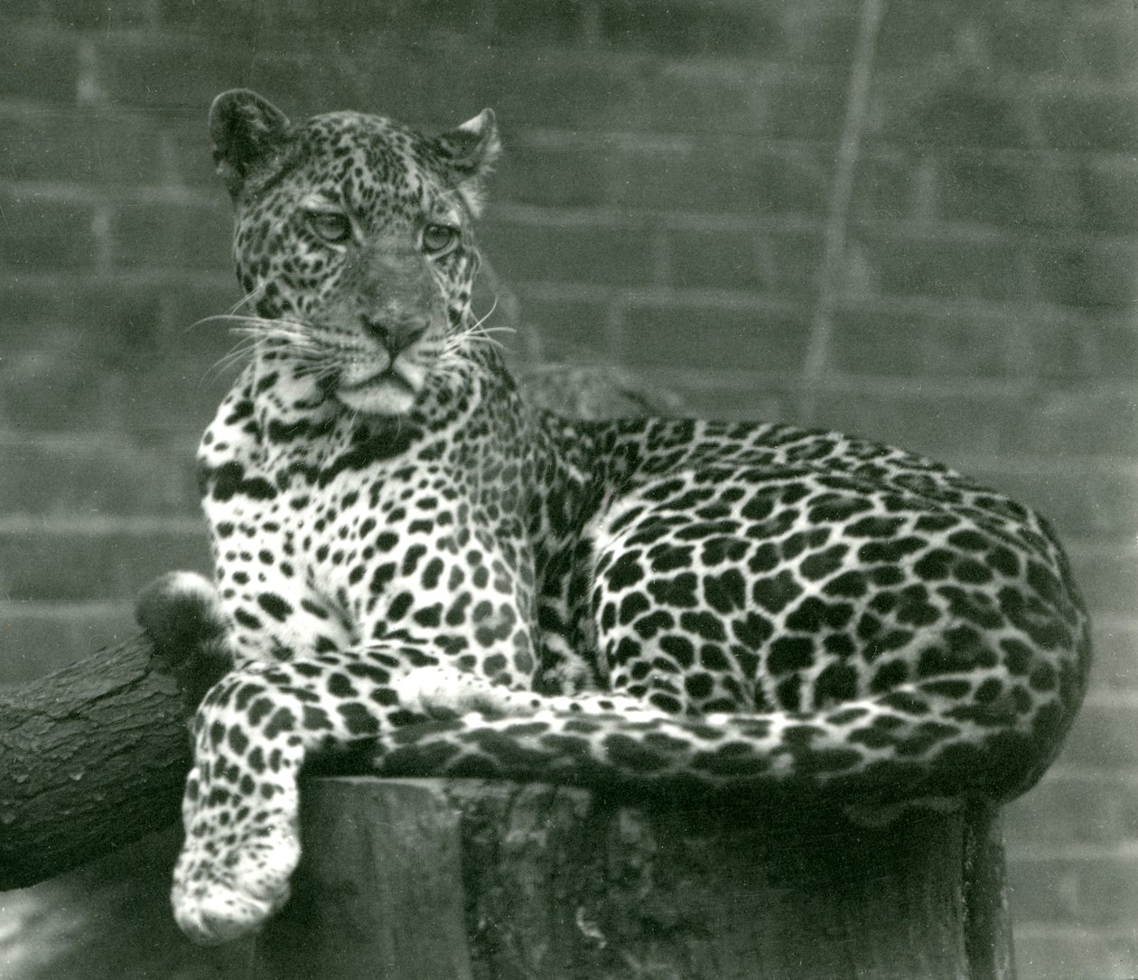 Leopard sedící na pařezu v londýnské zoo v roce 1924 od Frederick William Bond