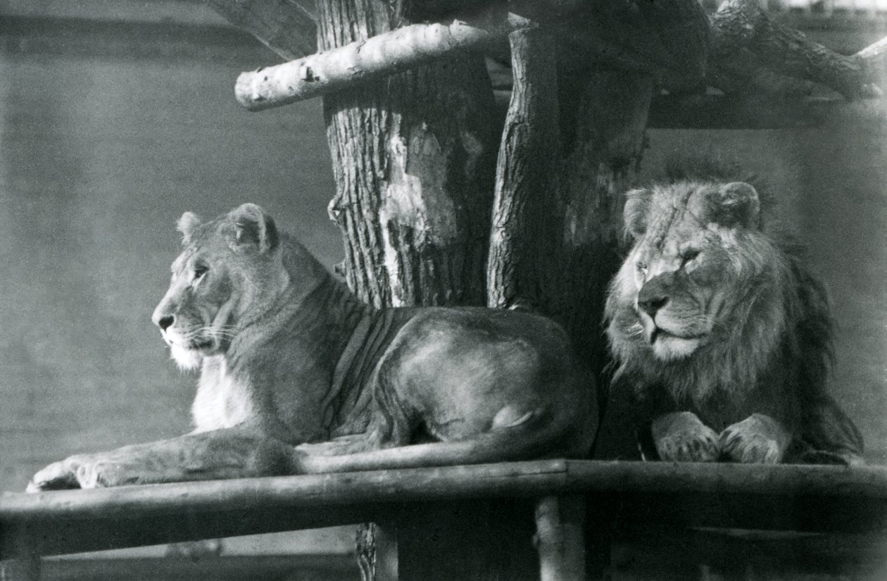 Lev a lvice odpočívající na vysoké plošině ve svém výběhu, londýnská zoo v roce 1929 (černobílá fotografie) od Frederick William Bond