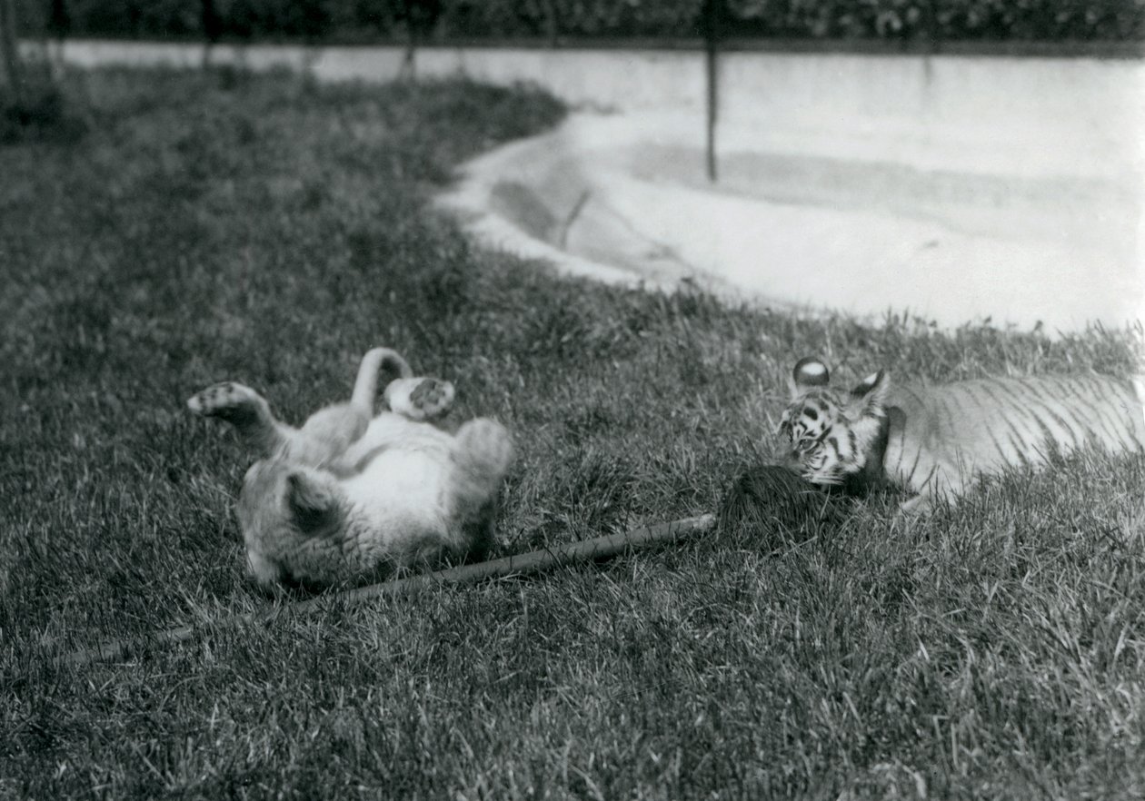 Mládě lva a tygra si hrají s mopem, na trávě, u bazénu, londýnská zoo, září 1925 od Frederick William Bond