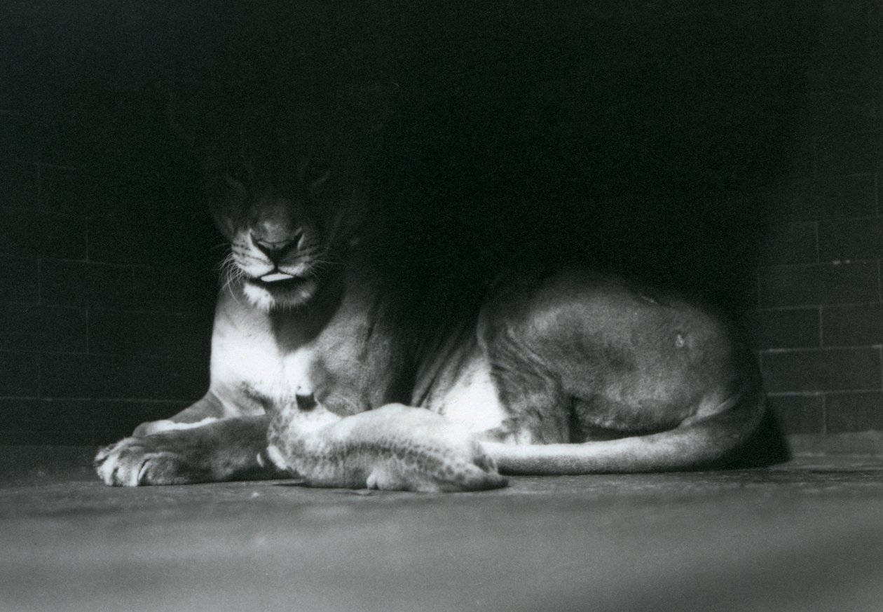 Lvíče ležící se svou matkou ve stínu zadní části výběhu, Londýnská zoo, říjen 1925 od Frederick William Bond