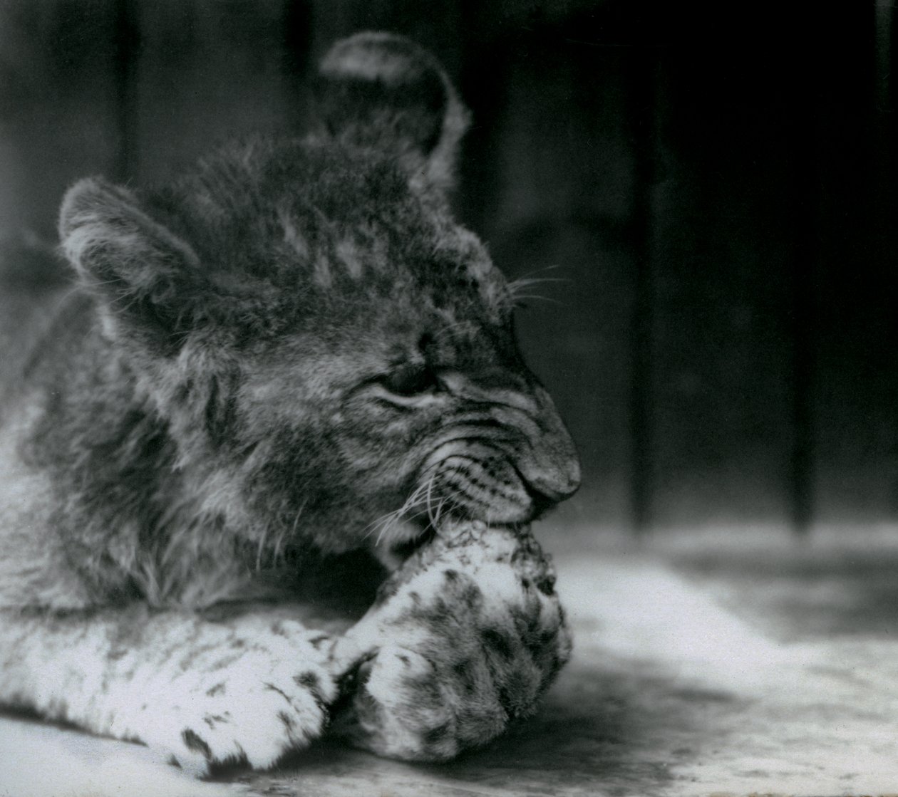 Lvíče krmící se v ZSL London Zoo v roce 1927 od Frederick William Bond
