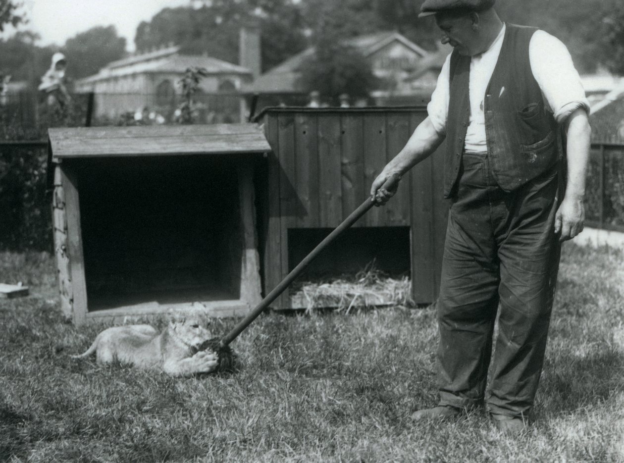 Lvíče hrající si s mopem, které drží jeho chovatel, na trávě před svým doupětem, Londýnská zoo, září 1925 od Frederick William Bond
