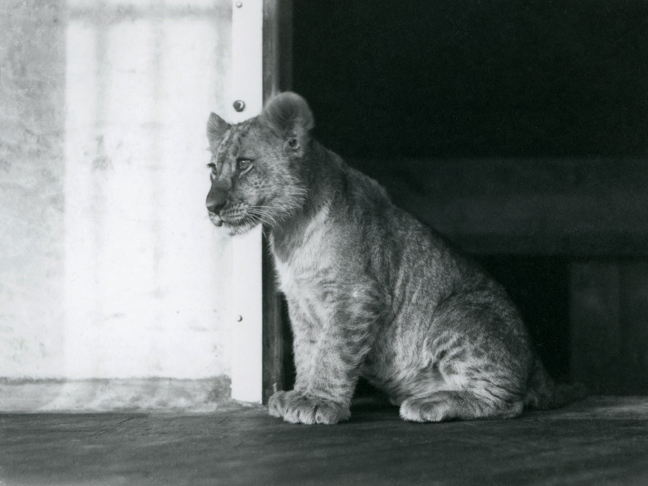 Lvíče sedící na podlaze v londýnské zoo v roce 1930 (černobílá fotografie) od Frederick William Bond