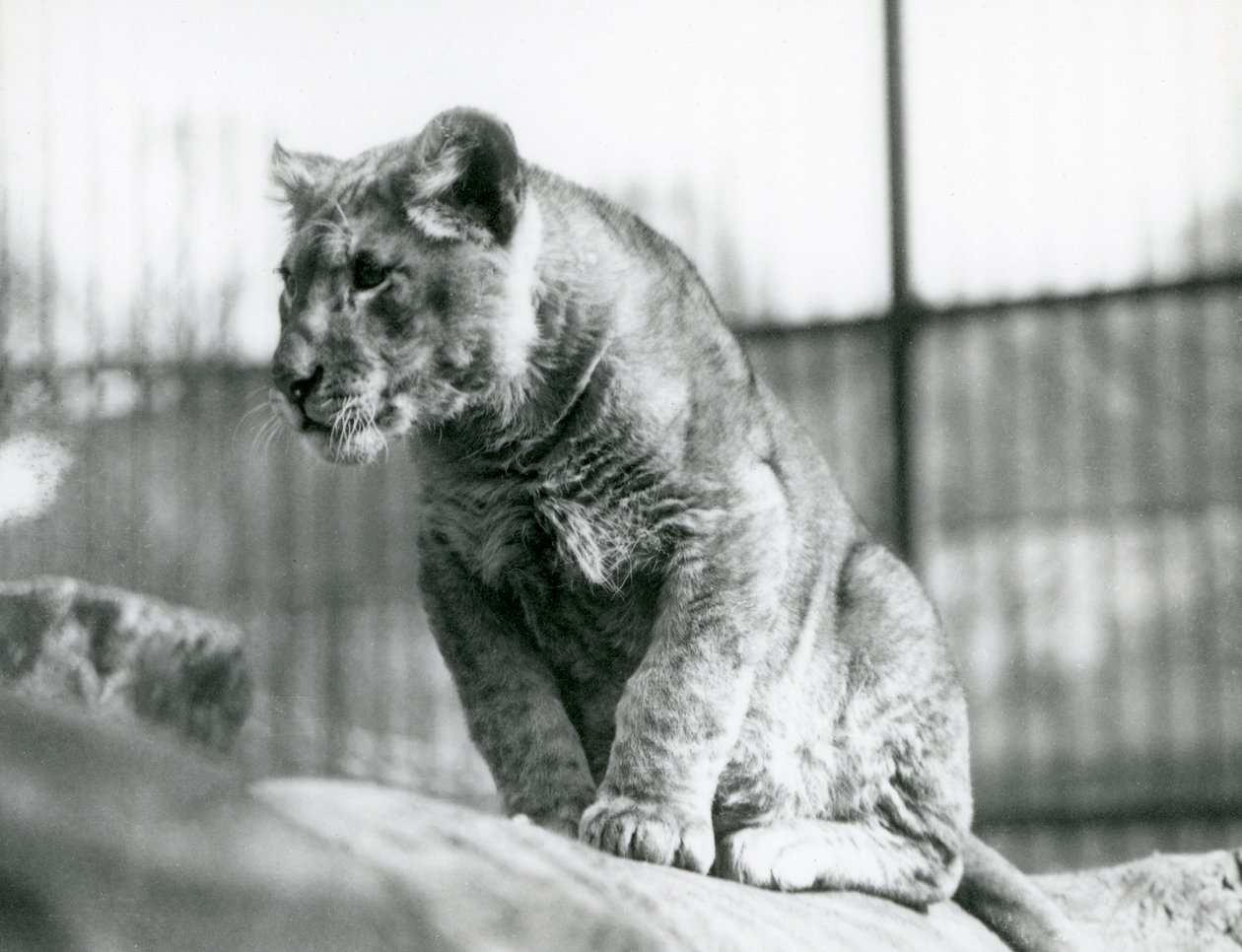 Lvíče, které se narodilo ve zvěřinci v červenci 1923, londýnská zoo, červenec 1924 od Frederick William Bond