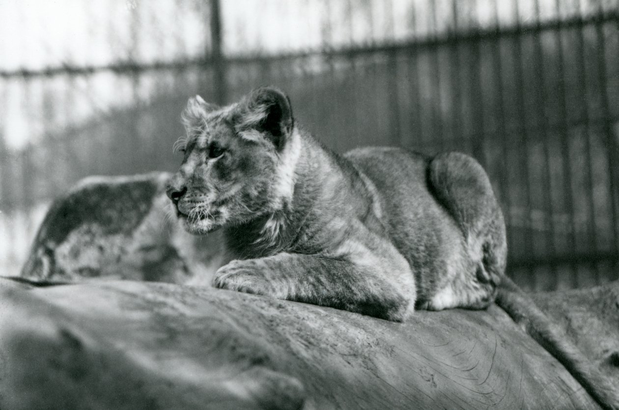 Lvíče, které se narodilo ve zvěřinci v červenci 1923, londýnská zoo, červenec 1924 od Frederick William Bond
