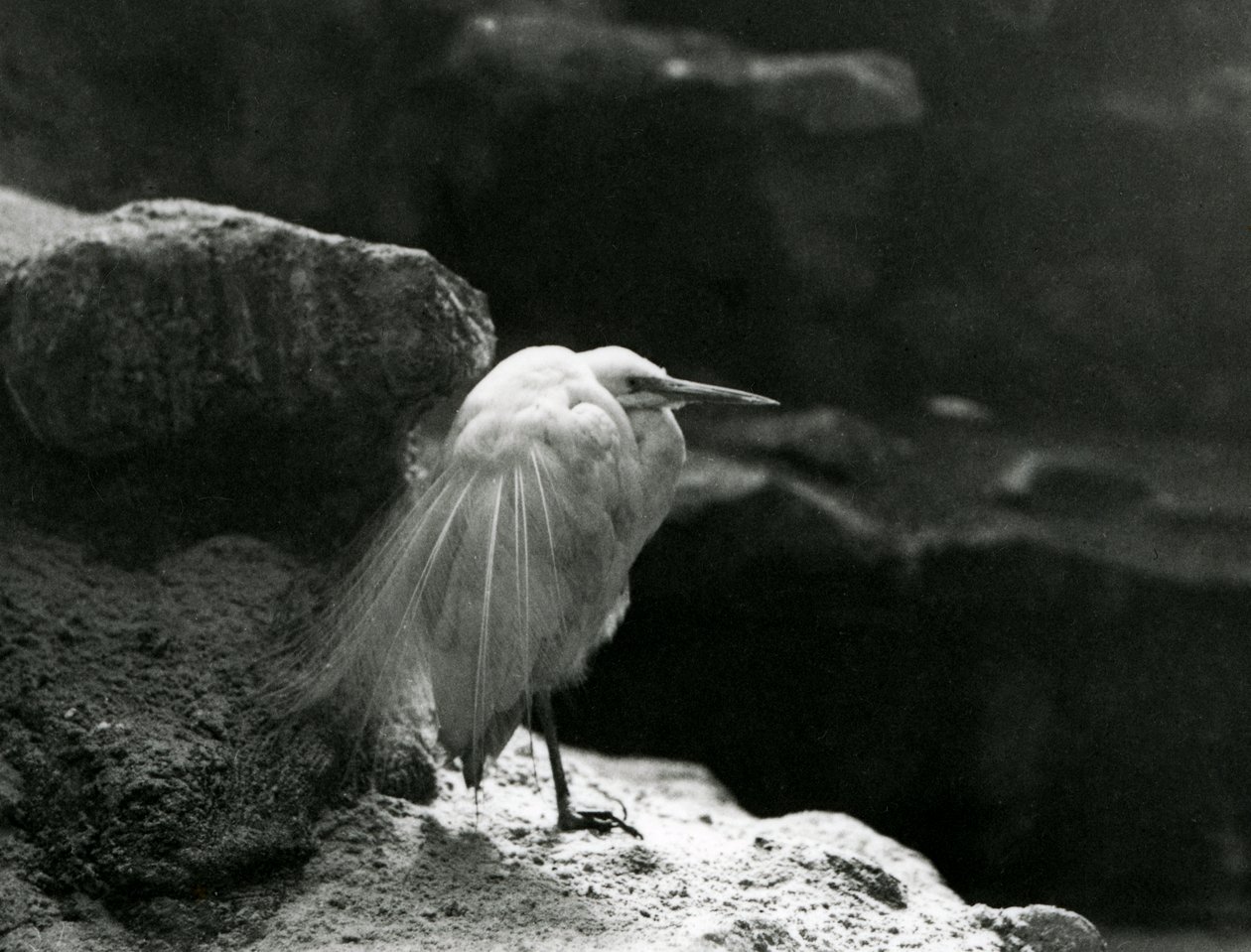 Volavka odpočívající mezi skalami v londýnské zoo v roce 1930 (černobílá fotografie) od Frederick William Bond