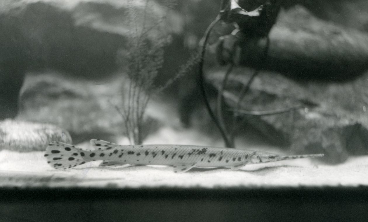 A Longnose gar, nebo Needlenose gar, London Zoo, 1924 od Frederick William Bond