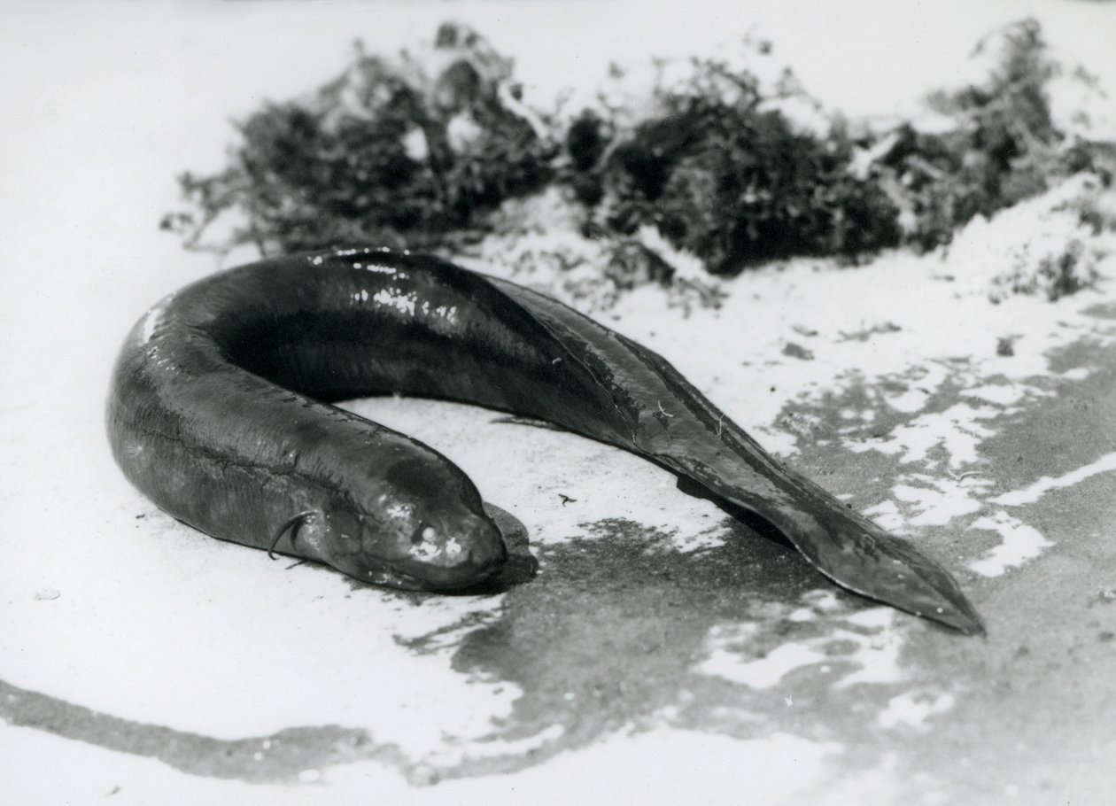 Lungfish odpočívá mimo vodu v londýnské zoo v září 1928 od Frederick William Bond