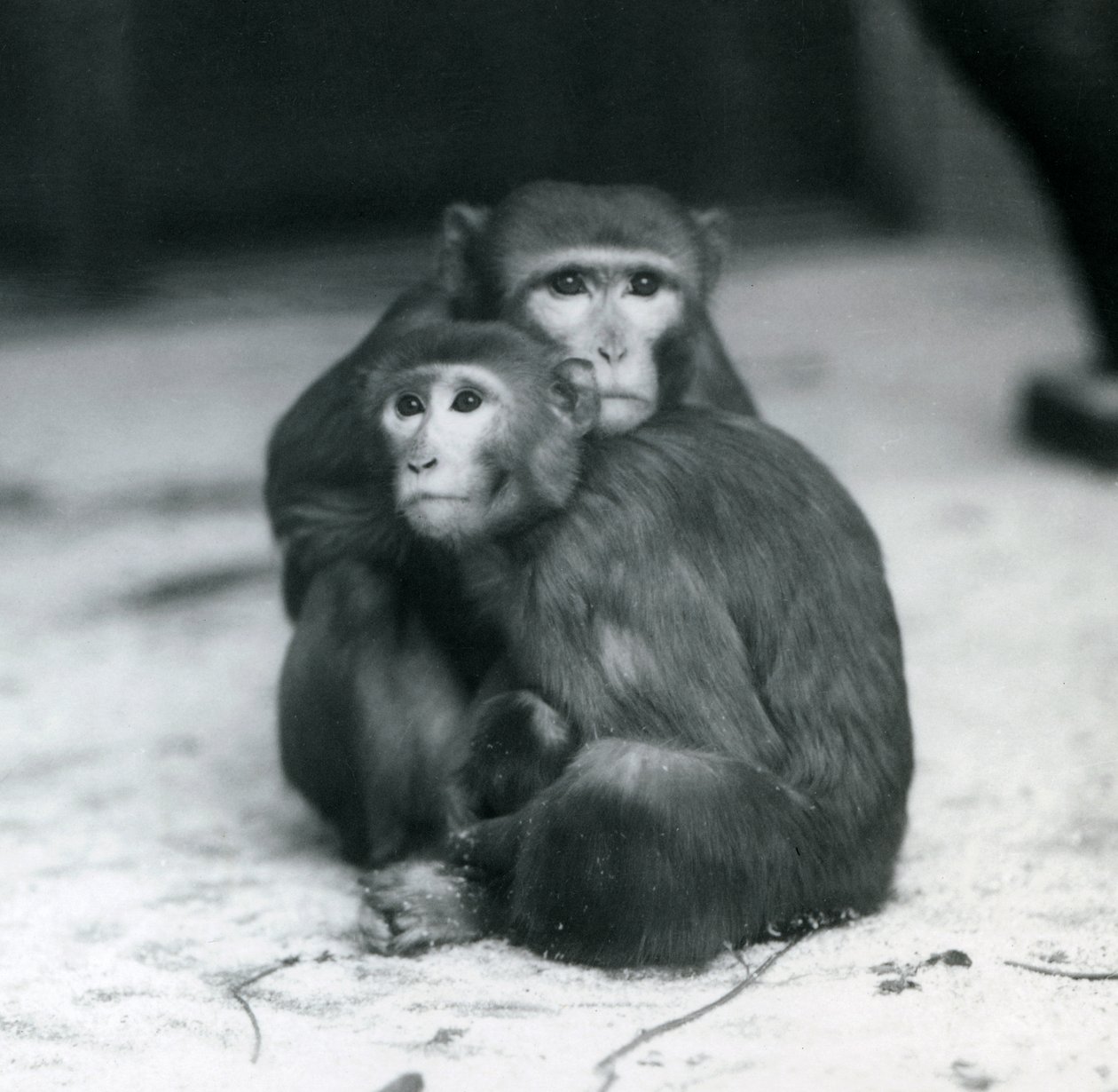 Makak se svým mládětem sedí spolu na podlaze jejich výběhu, londýnské zoo od Frederick William Bond
