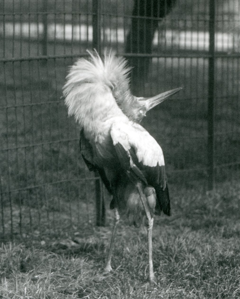 Čáp Maguari provádějící zobrazení nahoru-dolů, Londýnská zoo, červenec 1925 od Frederick William Bond