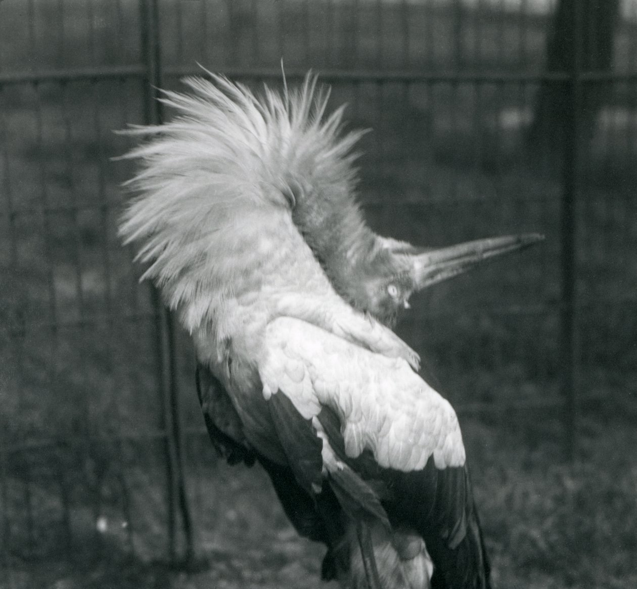 Čáp maguari předvádí ukázku nahoru a dolů, Londýnská zoo, červenec 1925 od Frederick William Bond