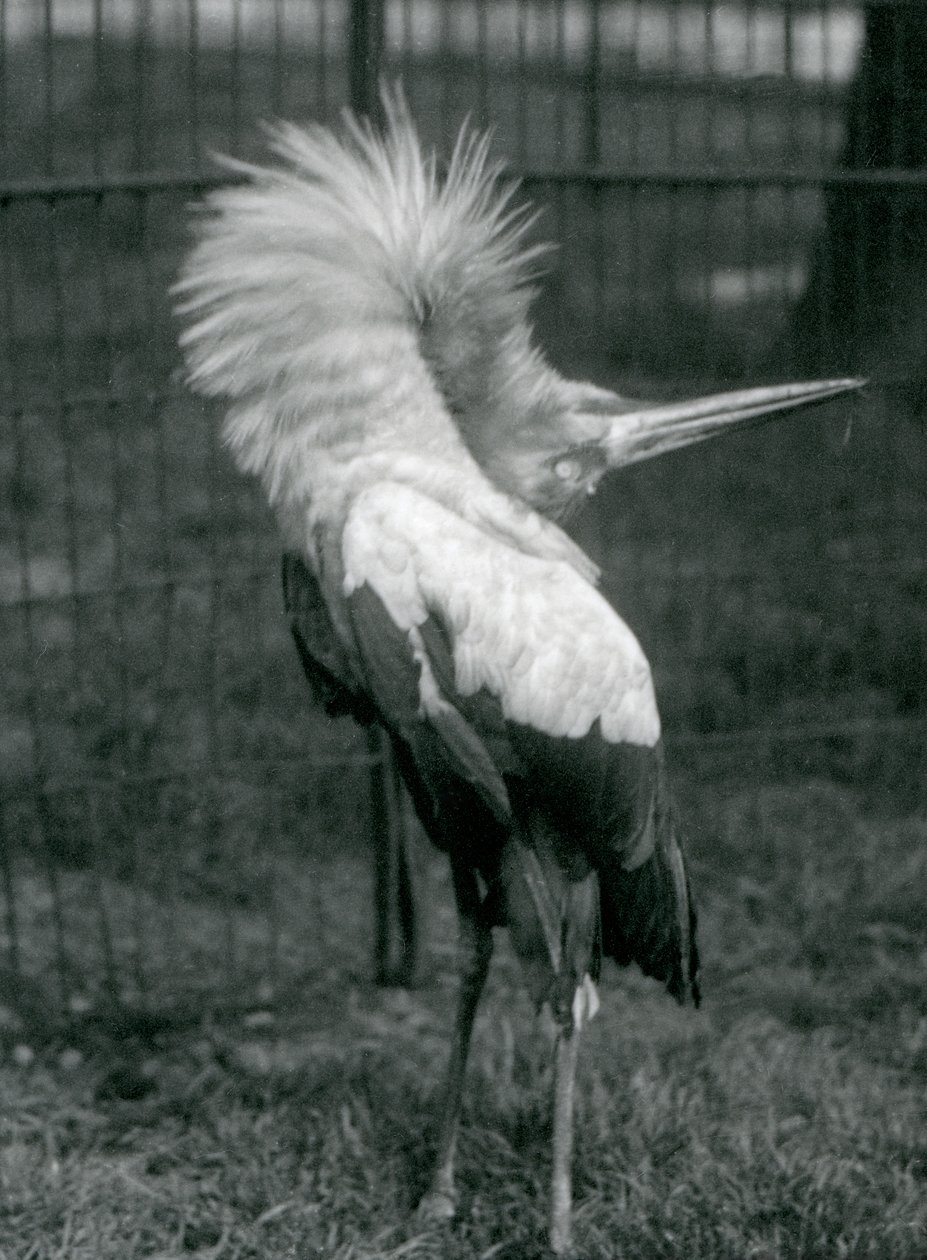 Čáp Maguari provádějící zobrazení nahoru-dolů, Londýnská zoo, červenec 1925 od Frederick William Bond