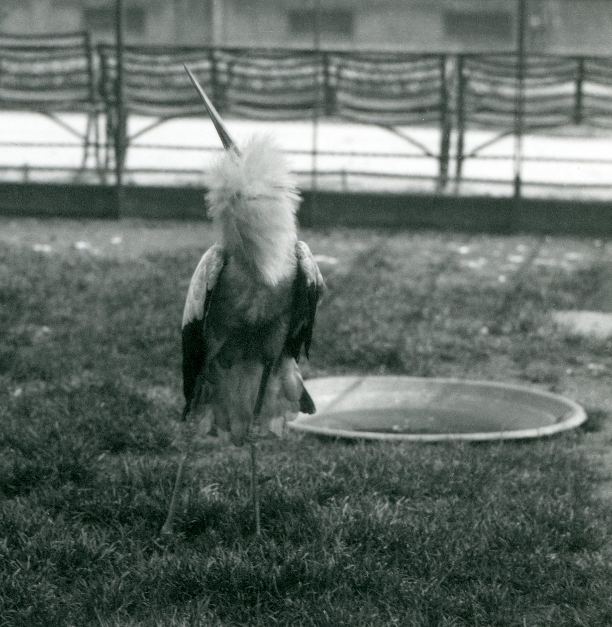 Čáp maguari předvádí ukázku nahoru a dolů, když stojí na trávě vedle malého betonového bazénu, Londýnská zoo, červenec 1925 (čb fotografie) od Frederick William Bond