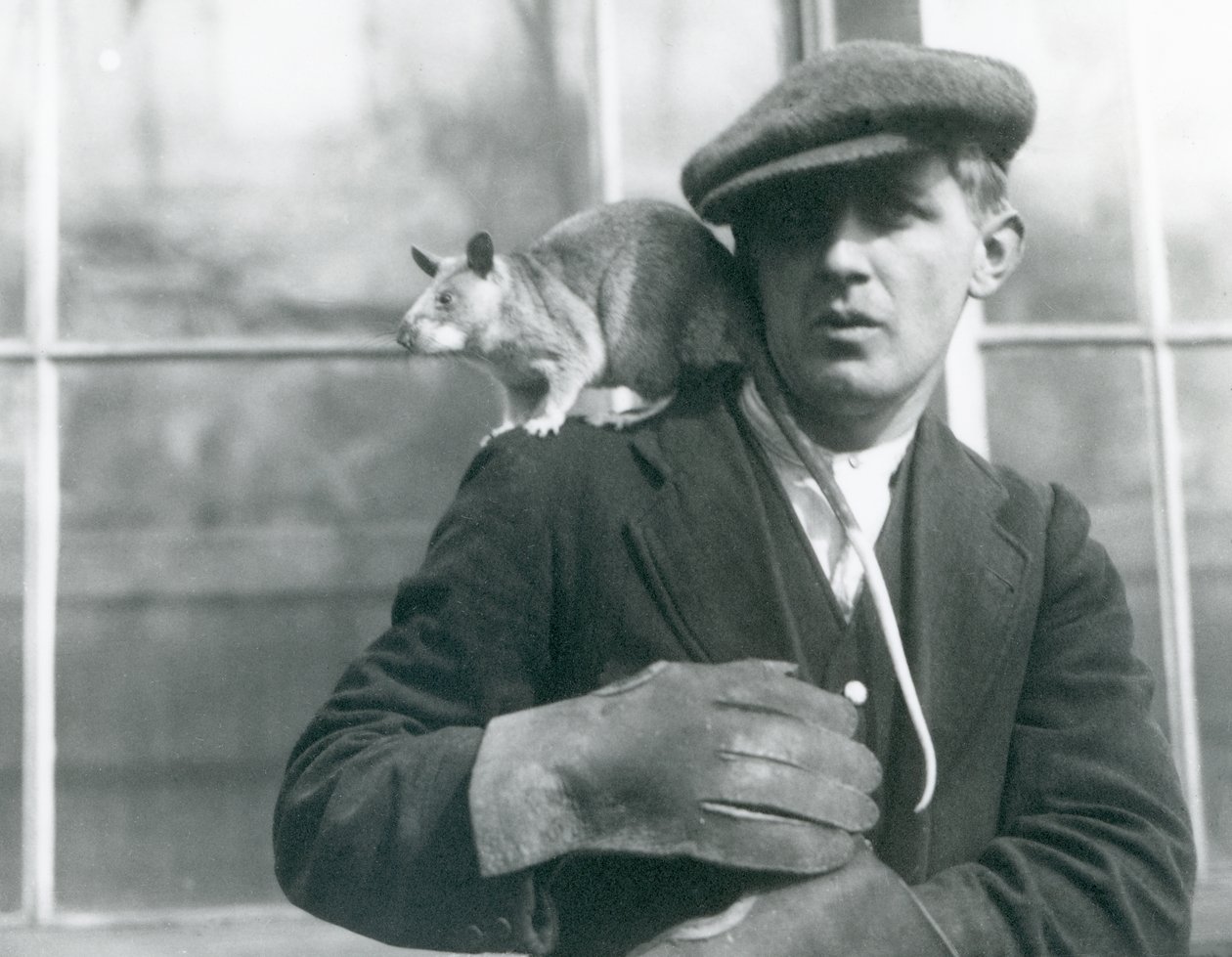Malgašská obrovská krysa sedí na rameni svého chovatele, londýnské zoo od Frederick William Bond