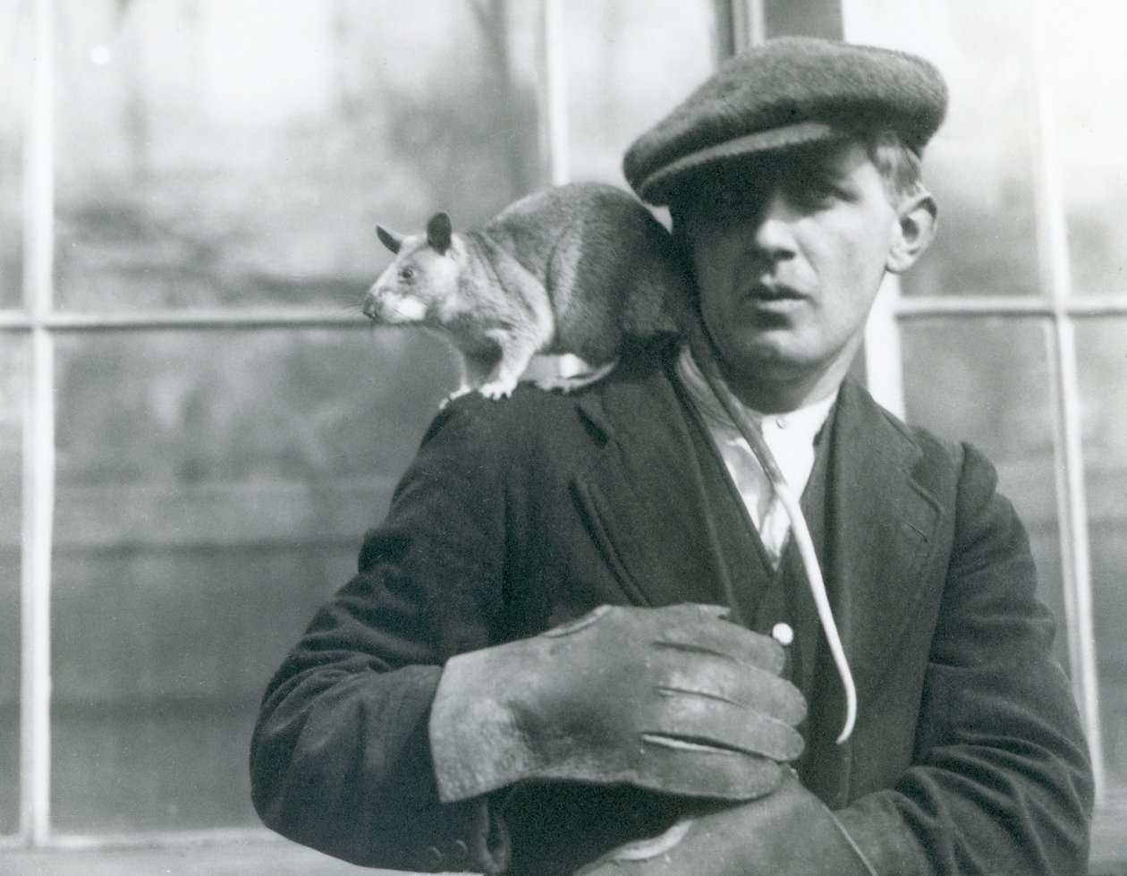 Malgašská obrovská krysa sedí na rameni svého chovatele, londýnská zoo, 1924 od Frederick William Bond