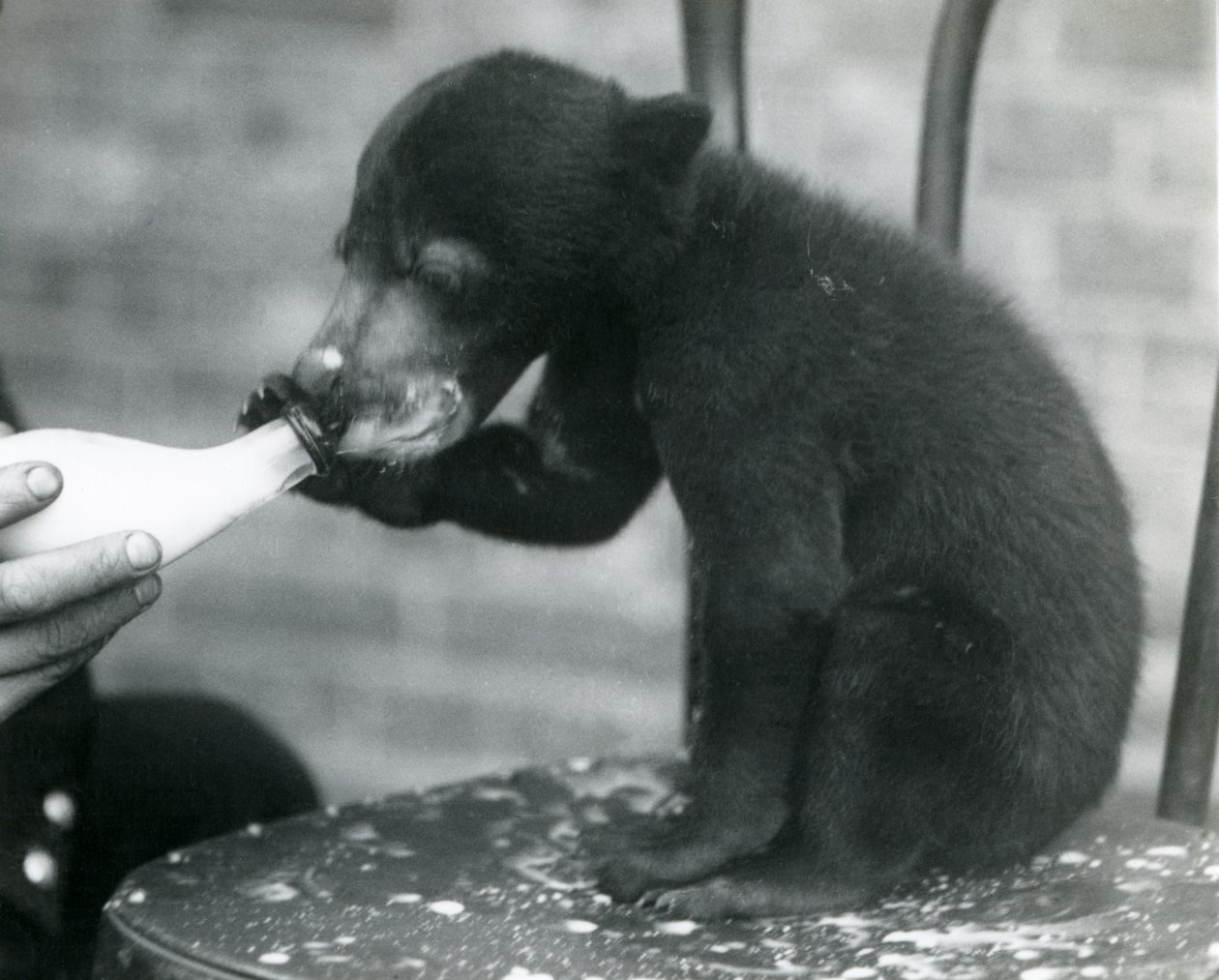 Mládě malajského nebo slunečního medvěda sedícího na židli, když ho jeho chovatel krmí z láhve v londýnské zoo, 20. léta od Frederick William Bond