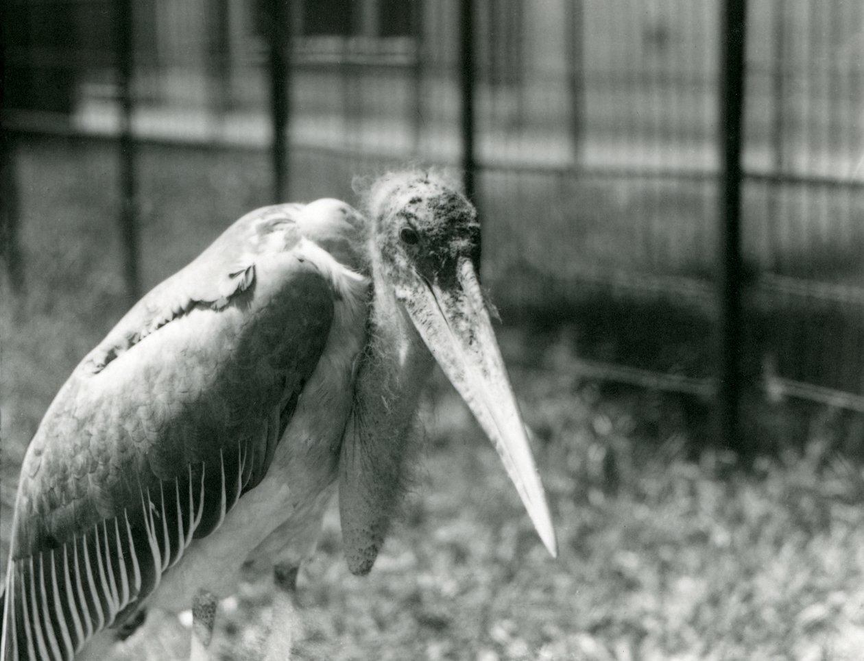 Čáp Marabu stojící ve výběhu v londýnské zoo v září 1928 od Frederick William Bond