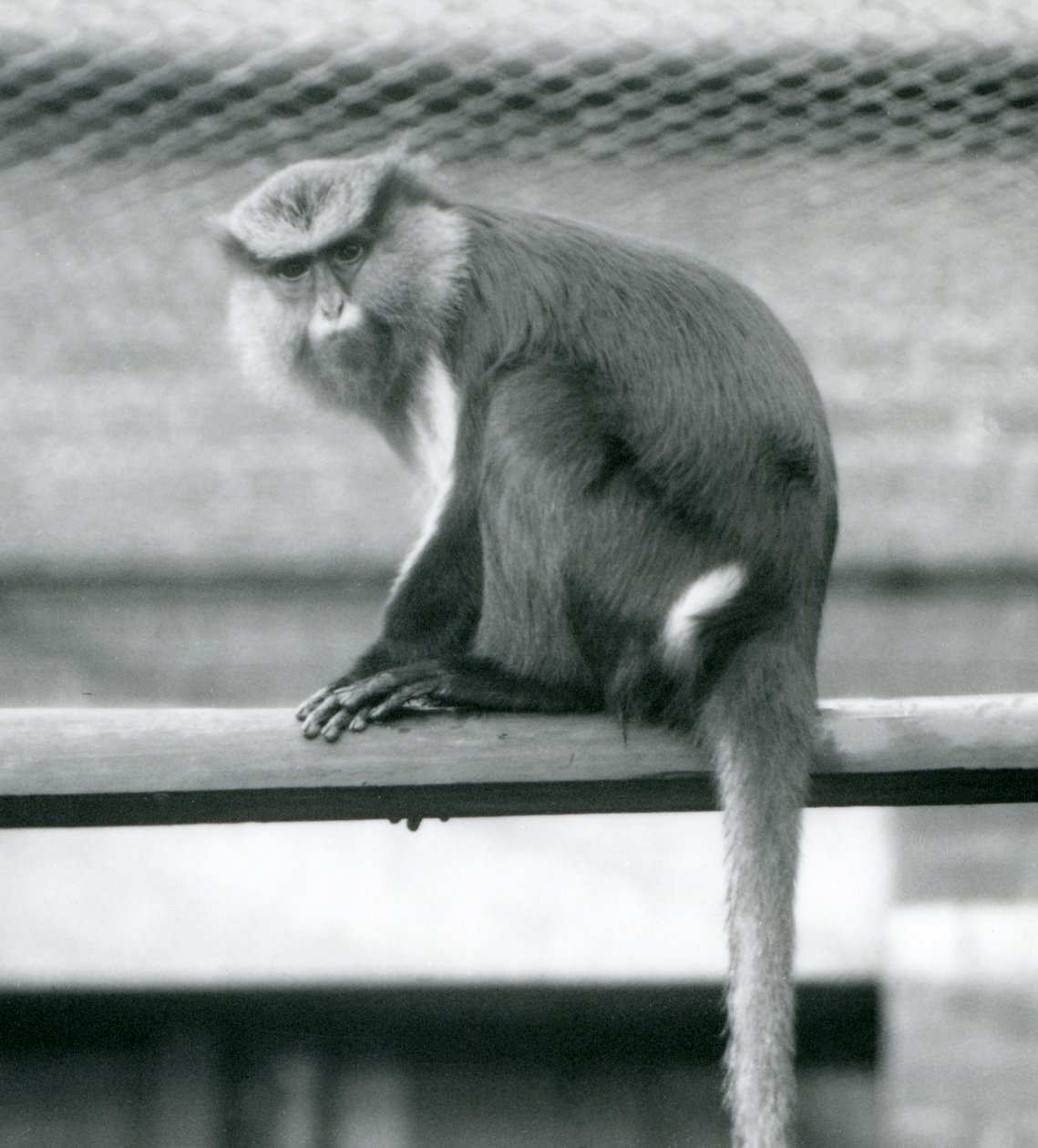 Mona Monkey sedící na vodorovném sloupu ve svém výběhu v londýnské zoo v září 1925 od Frederick William Bond