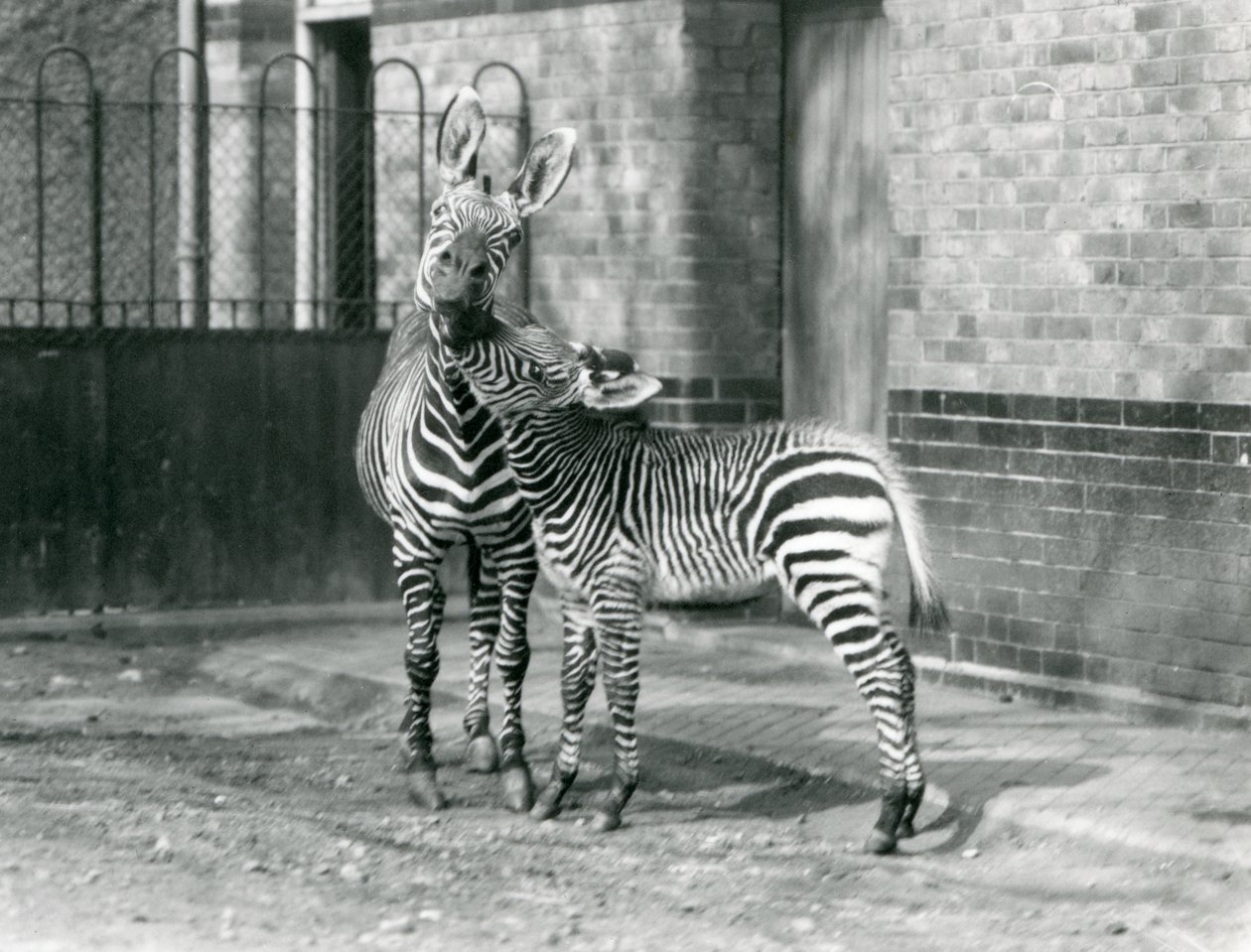 Zebra horská a její hříbě v londýnské zoo v roce 1929 (černobílá fotografie) od Frederick William Bond