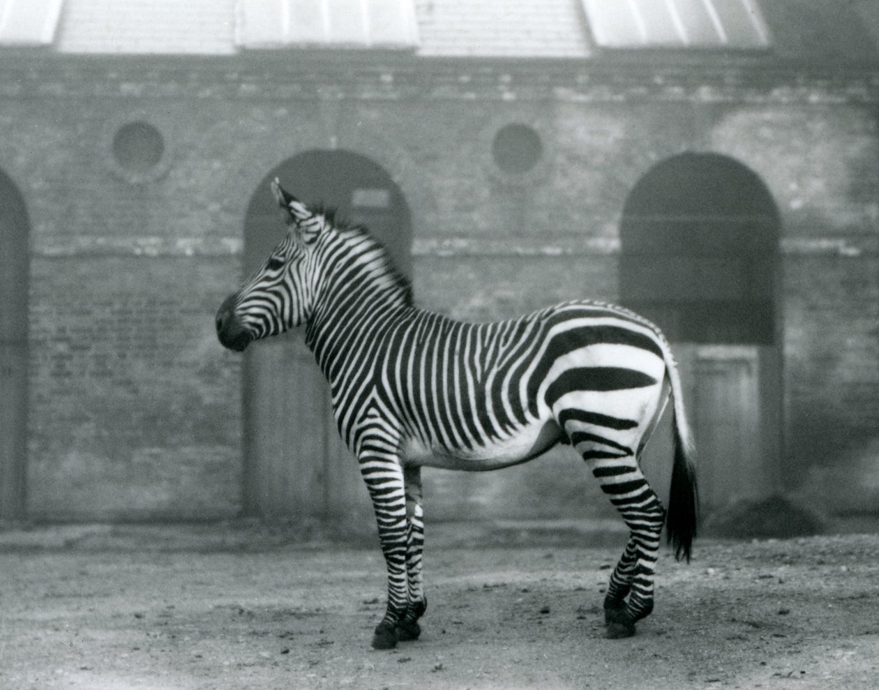 Zebra horská stojící ve svém výběhu před vysokými dveřmi Giraffe House v londýnské zoo v roce 1927 od Frederick William Bond