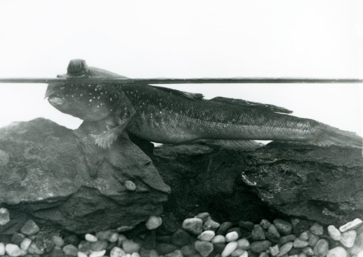 Mudskipper, spočívající na ponořených skalách, s očima nad vodou, londýnská zoo od Frederick William Bond