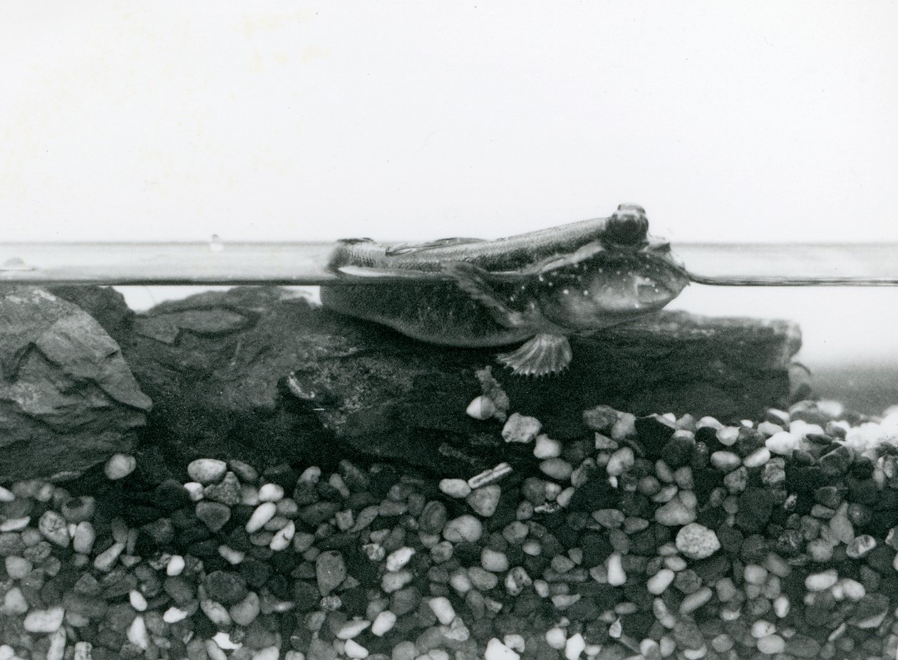 Mudskipper, spočívající na ponořených skalách, s očima nad vodou, londýnská zoo od Frederick William Bond
