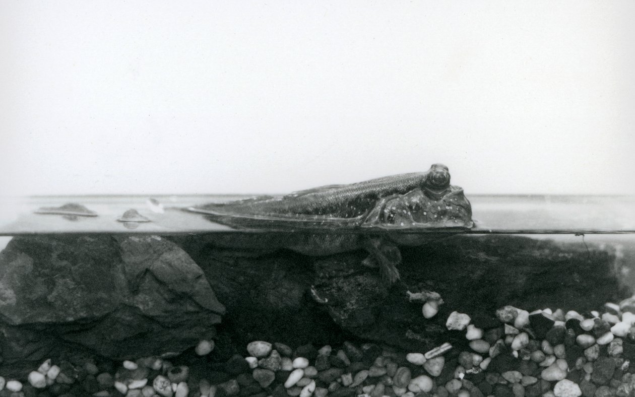 Mudskipper, spočívající na ponořených skalách, s horní polovinou těla nad vodou, London Zoo od Frederick William Bond